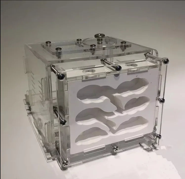 Plaster ant nest with Lasius niger colony, beginner educational insect habitat
