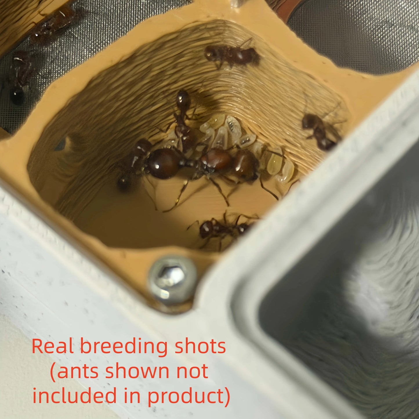 Complete EXOPETO ant farm nest set contents laid out before assembly