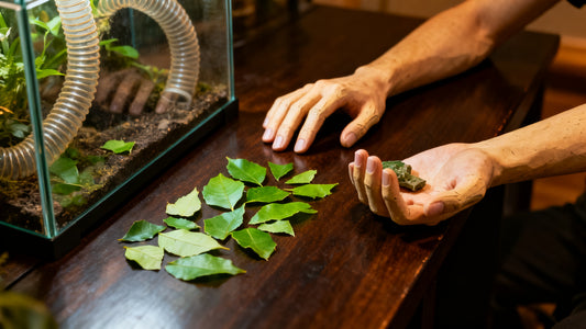 Leafcutter Ant Care Guide: What It Really Takes to Keep Atta and Acromyrmex