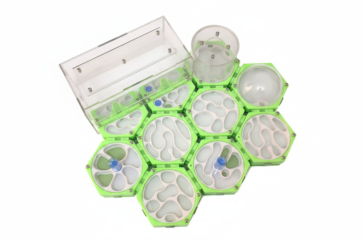 Top-down view of honeycomb ant nest maze interior tunnel layout, clear plastic lid removed