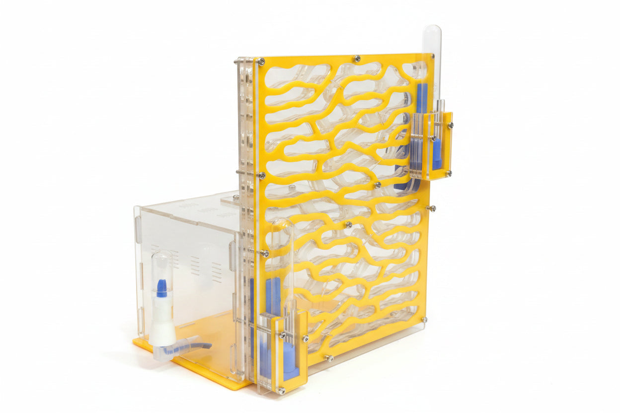 Assembled large acrylic ant farm with feeding area and ant colony, top-down view