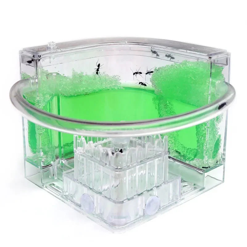 Ant nest habitat packaging and contents: plastic ecology nest, no sand or ants included