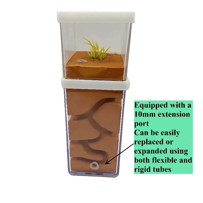 Gypsum ant farm feeding area detail showing foraging zone separated from the plaster nest core