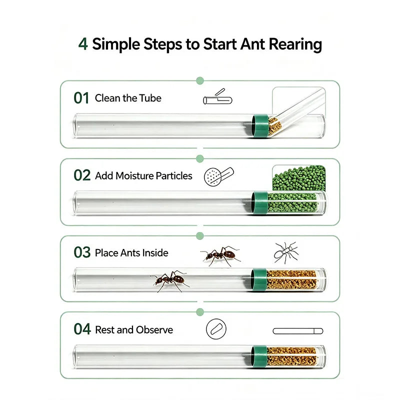 Lasius niger founding queen inside plaster test tube with cotton plug and brood