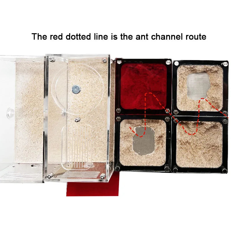 Concrete Expandable Ant Farm Formicarium with Hunting Area