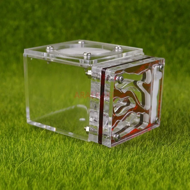 Founding queen inside the acrylic mini 3D moisturizing ant nest