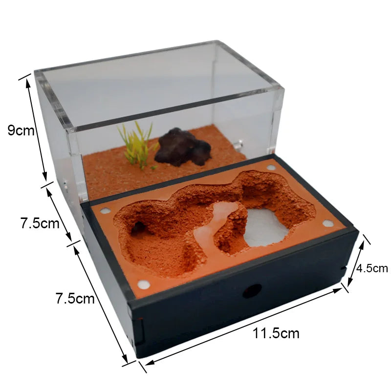 Top-down view of two stratified nest chambers inside the concrete ant farm