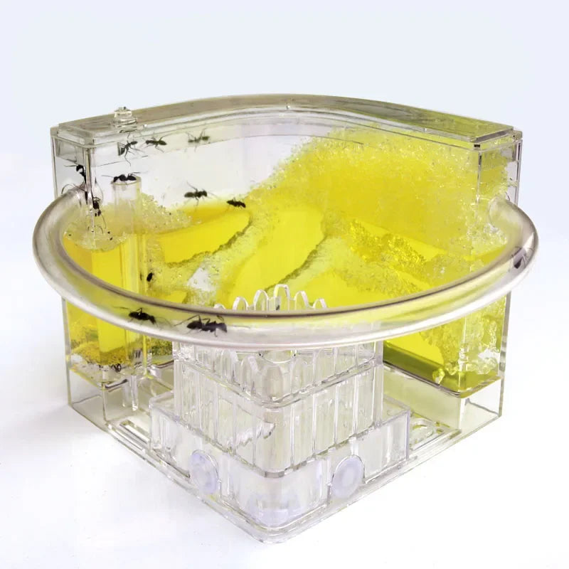 Green and yellow color variants of the ant farm ecology sand nest side by side