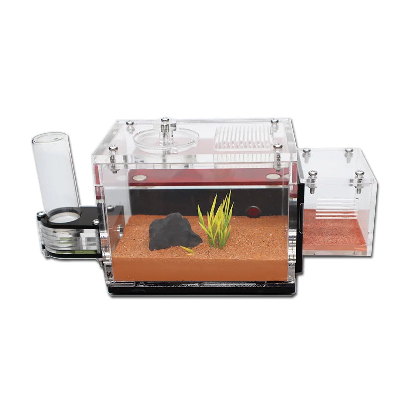 Magnetic glass cover lifted from concrete ant farm nest area for maintenance access