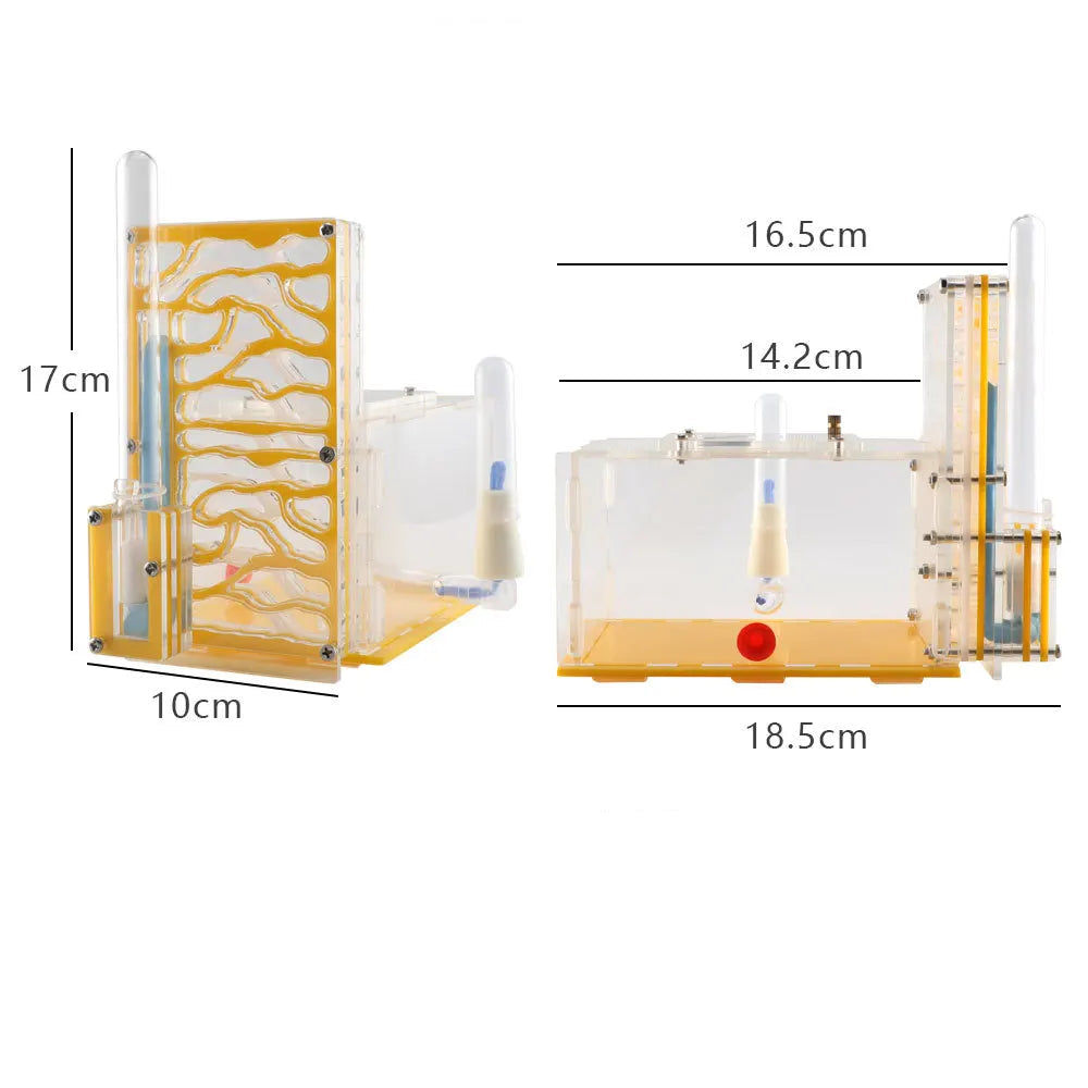 Black acrylic ant farm villa top view showing moisture chamber and feeding zone