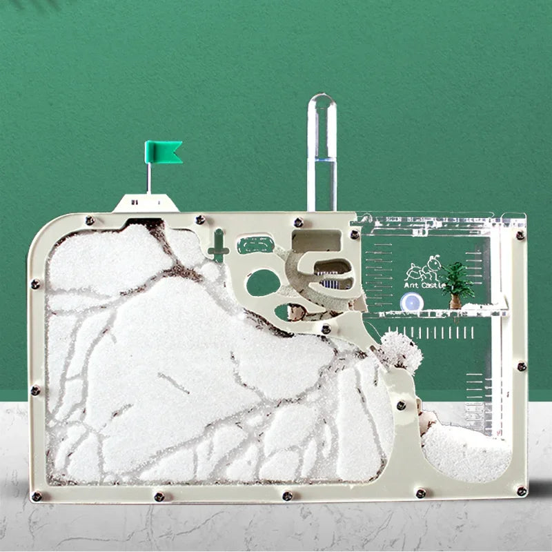 Top-down view of acrylic ant farm showing breeding chamber and water supply zone