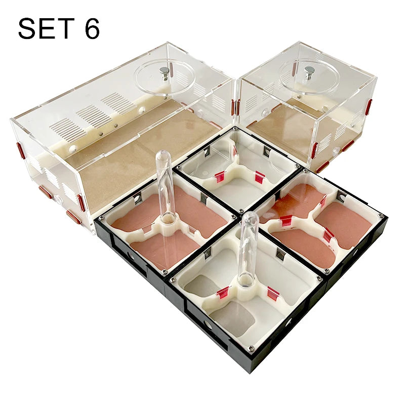 Modular Acrylic Ant Farm with Gypsum Nest + Water Tower