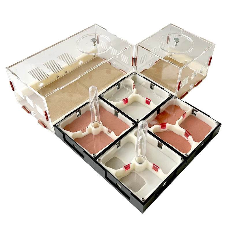 Gypsum nest chamber close-up showing tunnel network inside modular ant farm