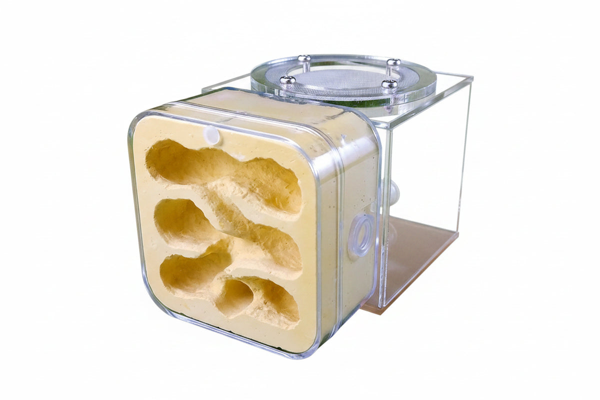 Combination ant nest modular chamber close-up showing expansion port