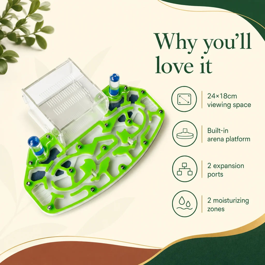 Acrylic ant formicarium key benefits: dual humidity zones and two expansion ports