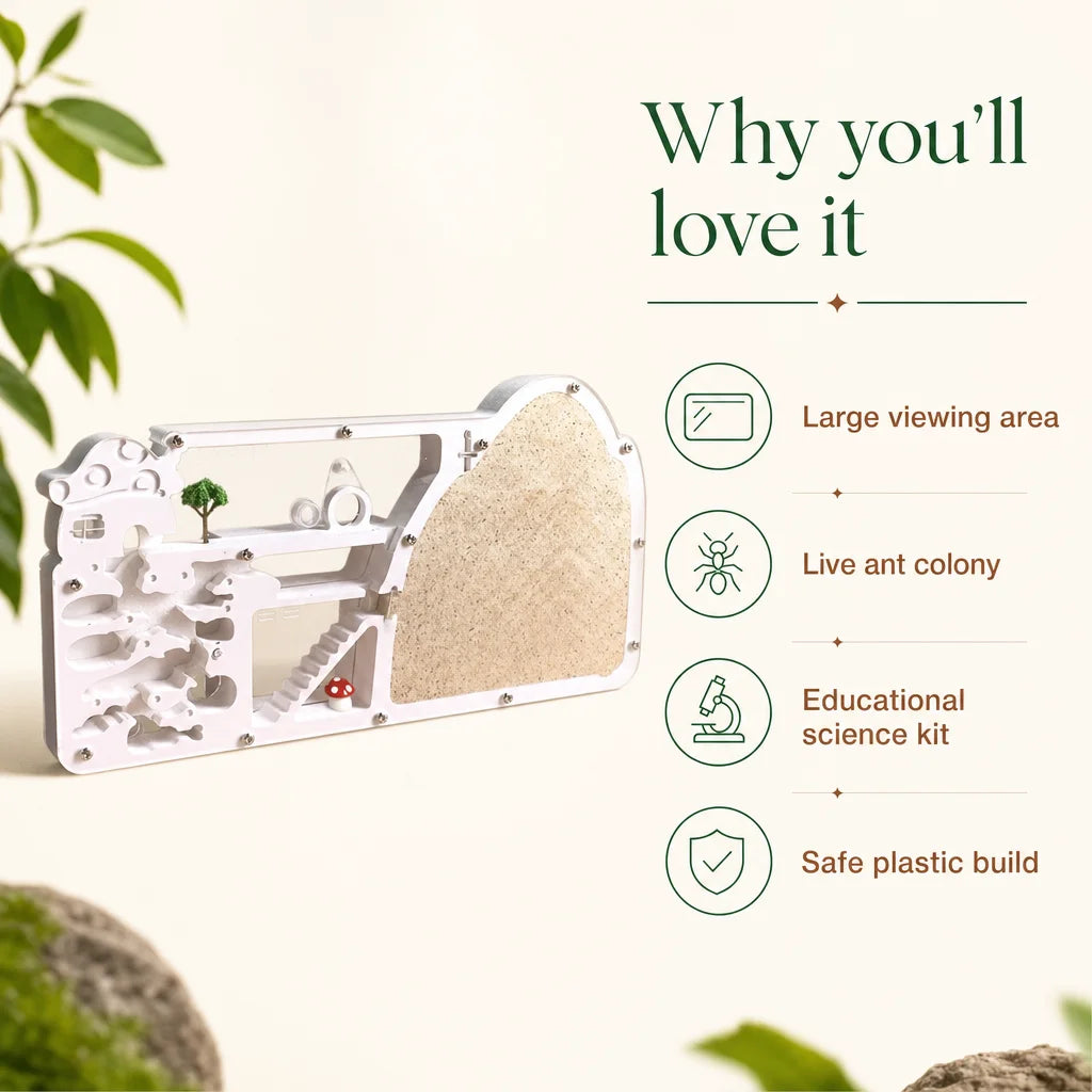Key benefits of the large viewing area ant colony observation kit