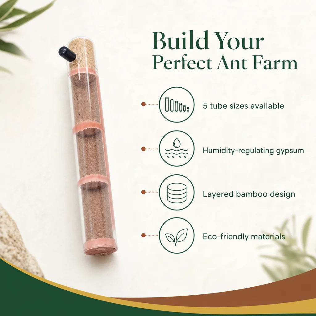 Key benefits of bamboo ant founding tube: gypsum humidity core and light-diffusing shell