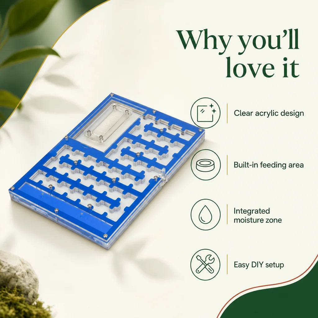 Acrylic ant farm key benefits: feeding area, moisture zone, maze channels
