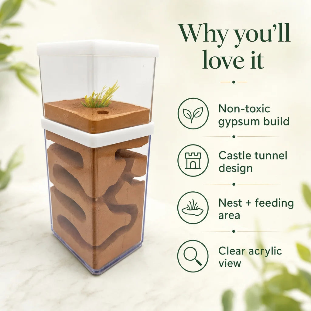 Key benefits of the high-humidity gypsum ant farm: stable moisture, clear observation, separate feeding zone