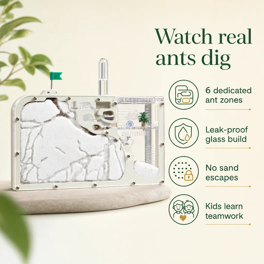 Key benefits of the glass ant castle: sealed frame, white sand tunnels, six colony zones