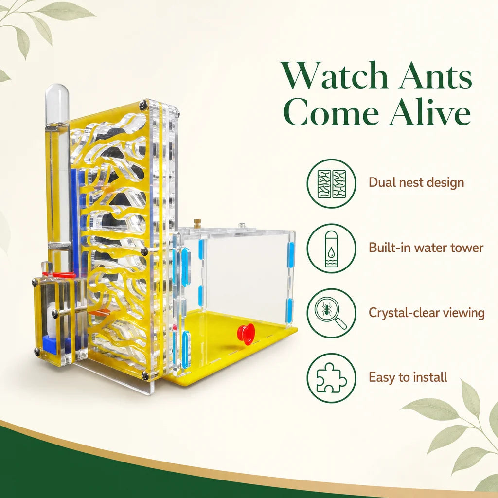Key benefits of the dual-chamber ant farm: humidity gradient, feeding bowl, clear observation walls