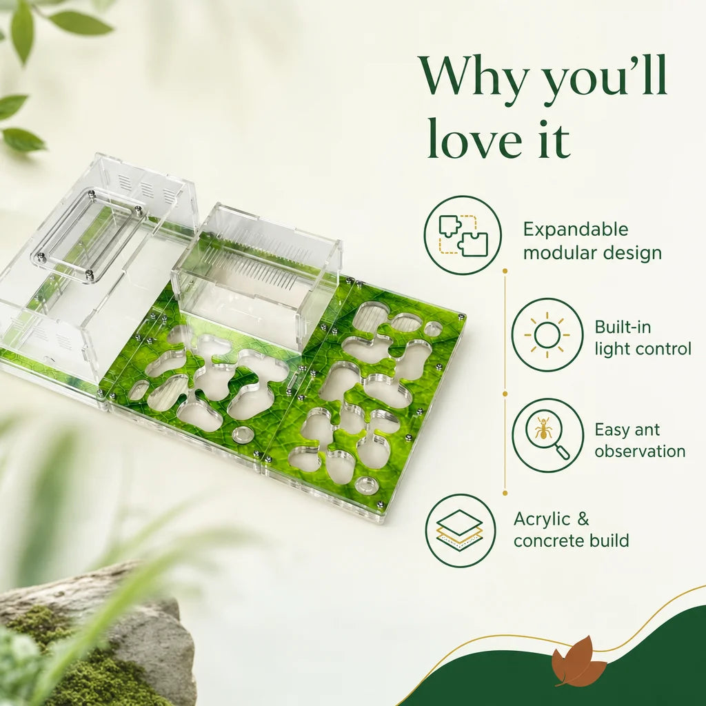 Key benefits of the expanding concrete ant farm formicarium: humidity, observation, expansion
