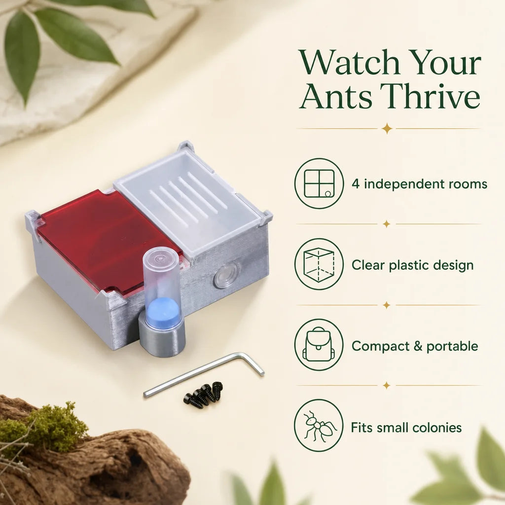 Key benefits of the four-section flat ant farm for small ant colonies