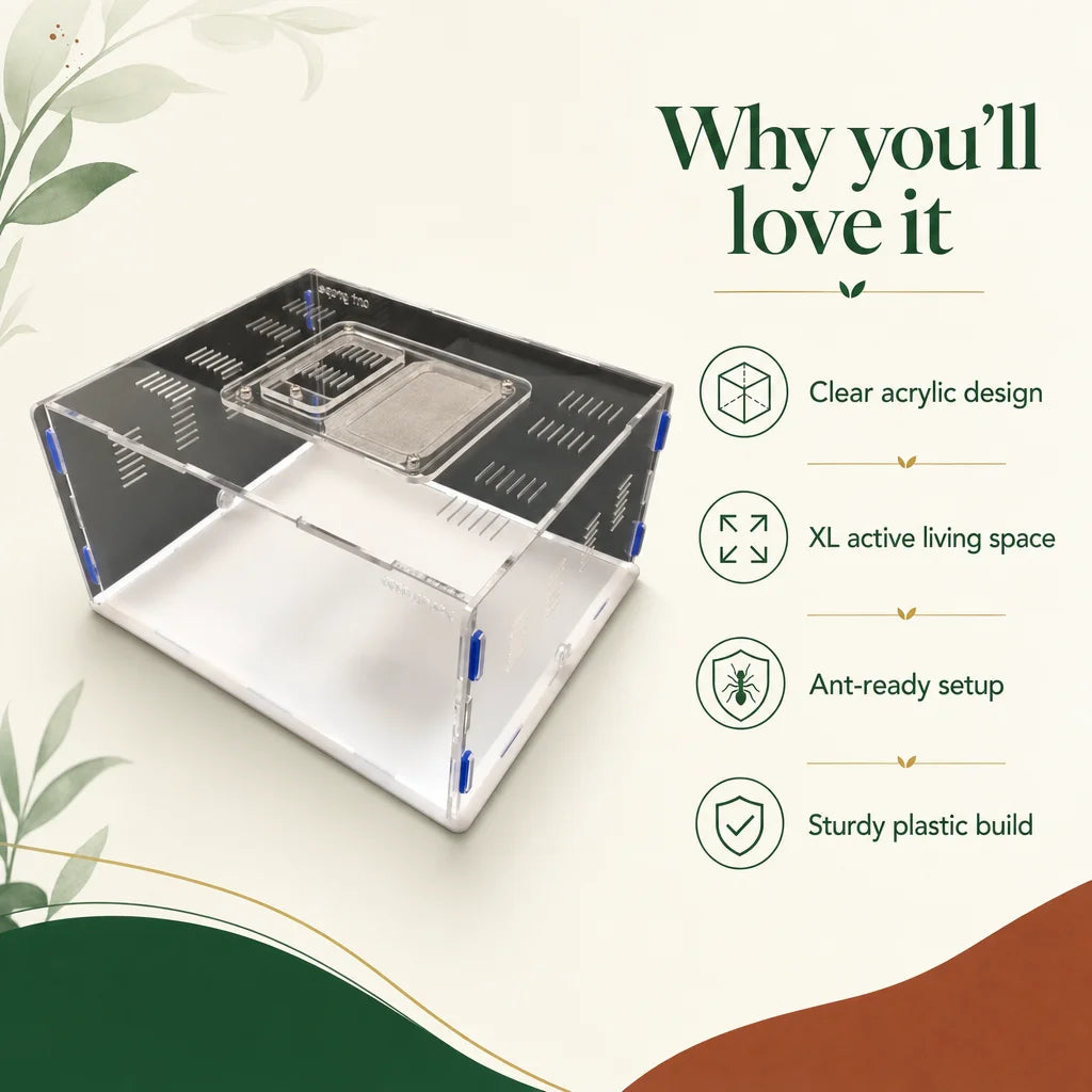 Key benefits of the Grape Series XL acrylic ant farm for house ants