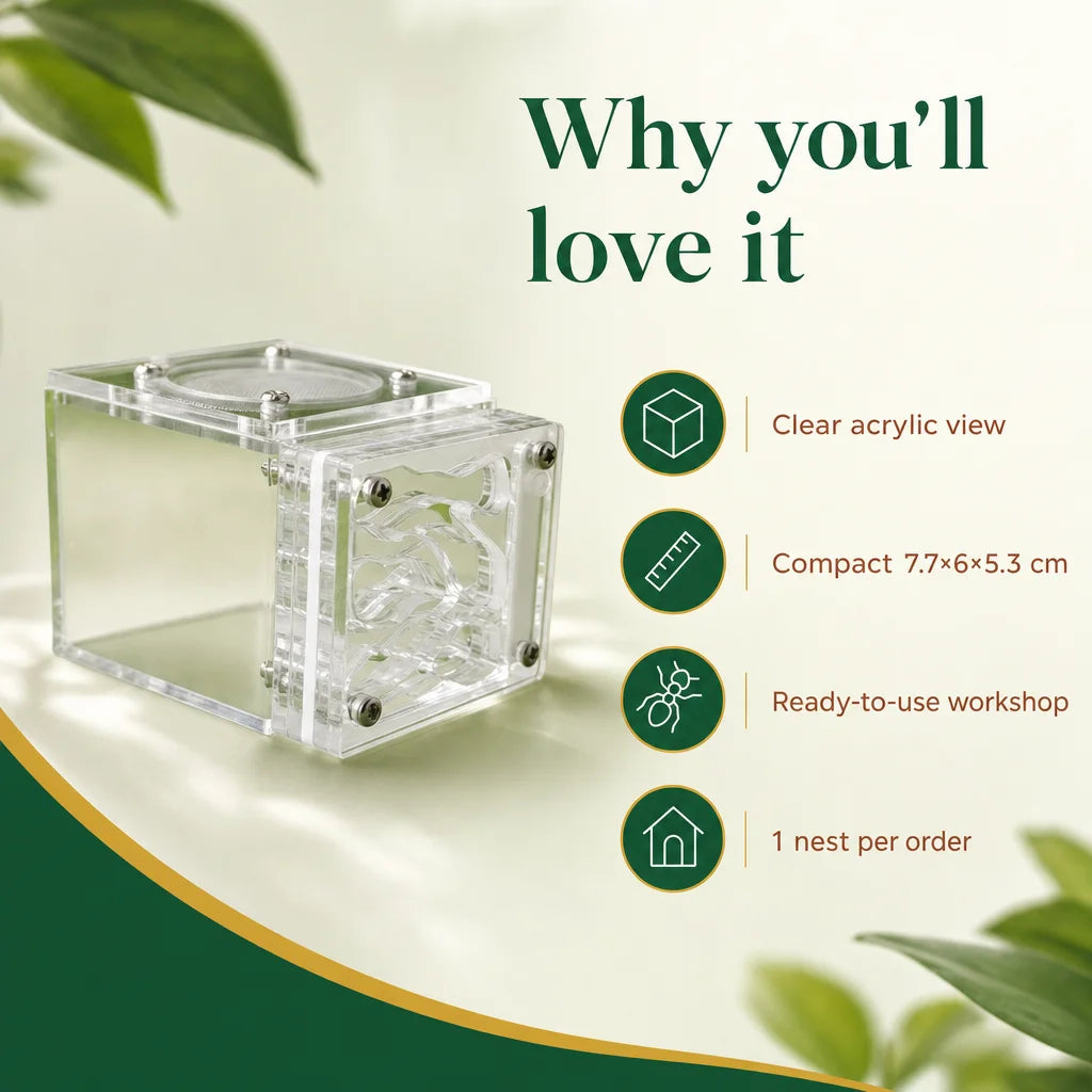 Key benefits of the acrylic mini ant nest: humidity port and observation walls