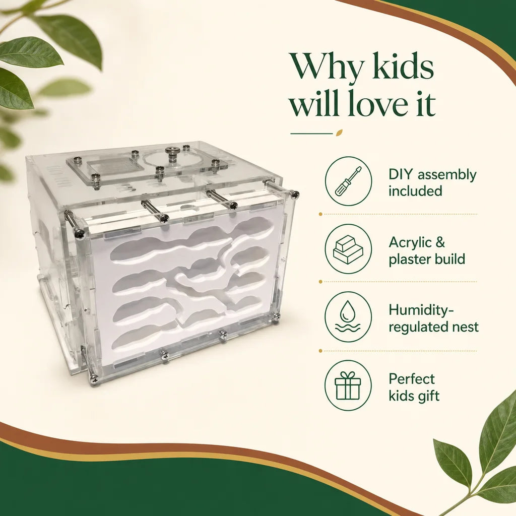 Key benefits of plaster ant farm: humidity gradient, clear acrylic panels, DIY assembly