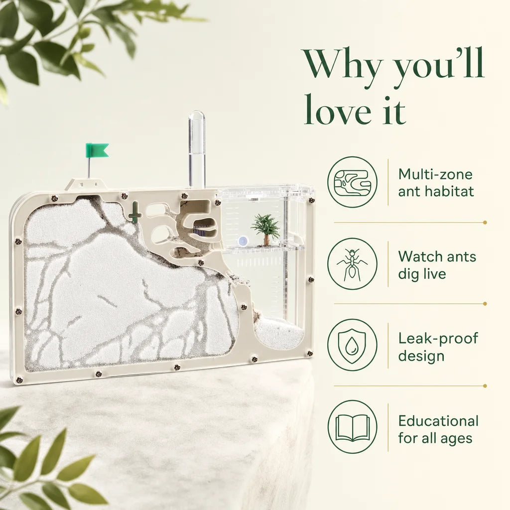 Key benefits of the large acrylic ant farm: clear panels, separate feeding zone, sand tunnels