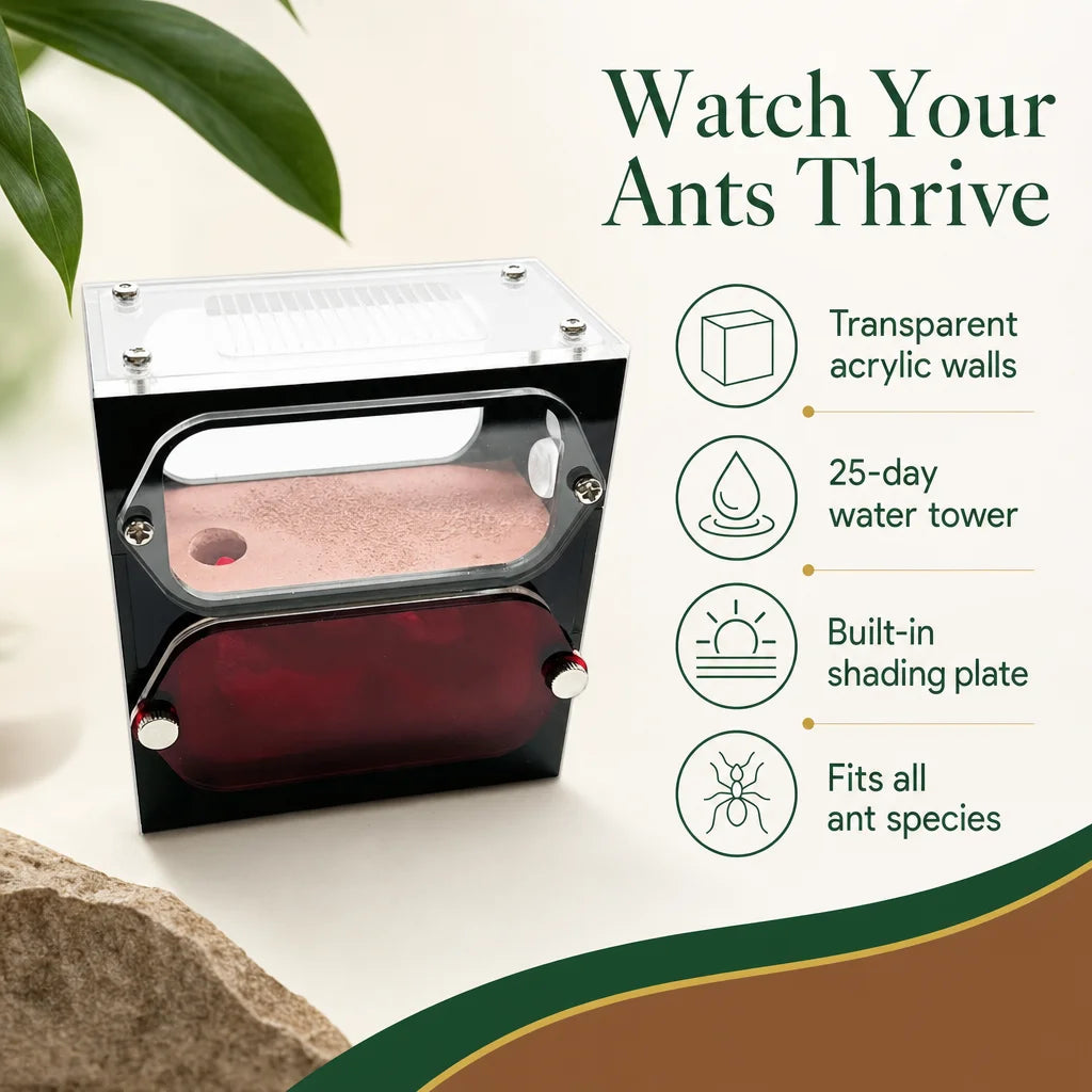 Key benefits of the concrete ant farm: passive humidity, clear walls, shading plate
