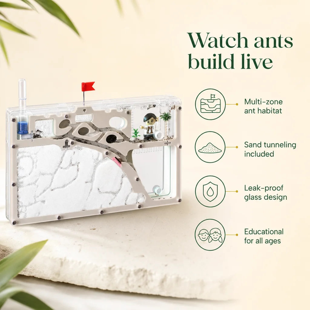 Ant castle farm kit six habitat zones diagram: feeding, breeding, water, work areas