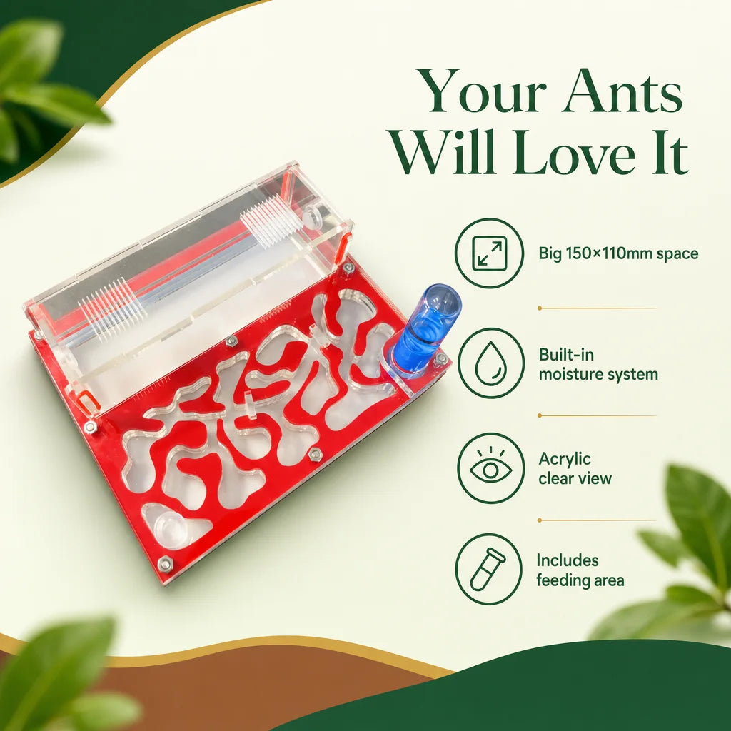 Key benefits of the acrylic ant farm moisture nest: humidity, space, clarity